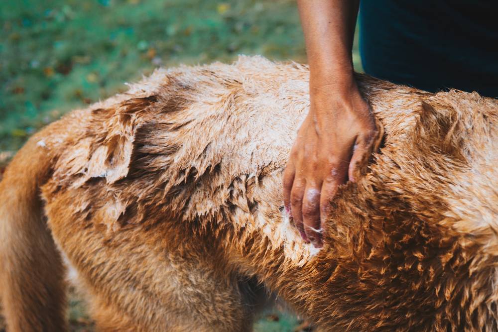 6 Crazy Dog Problems and How to Avoid Them - Barker & Bone