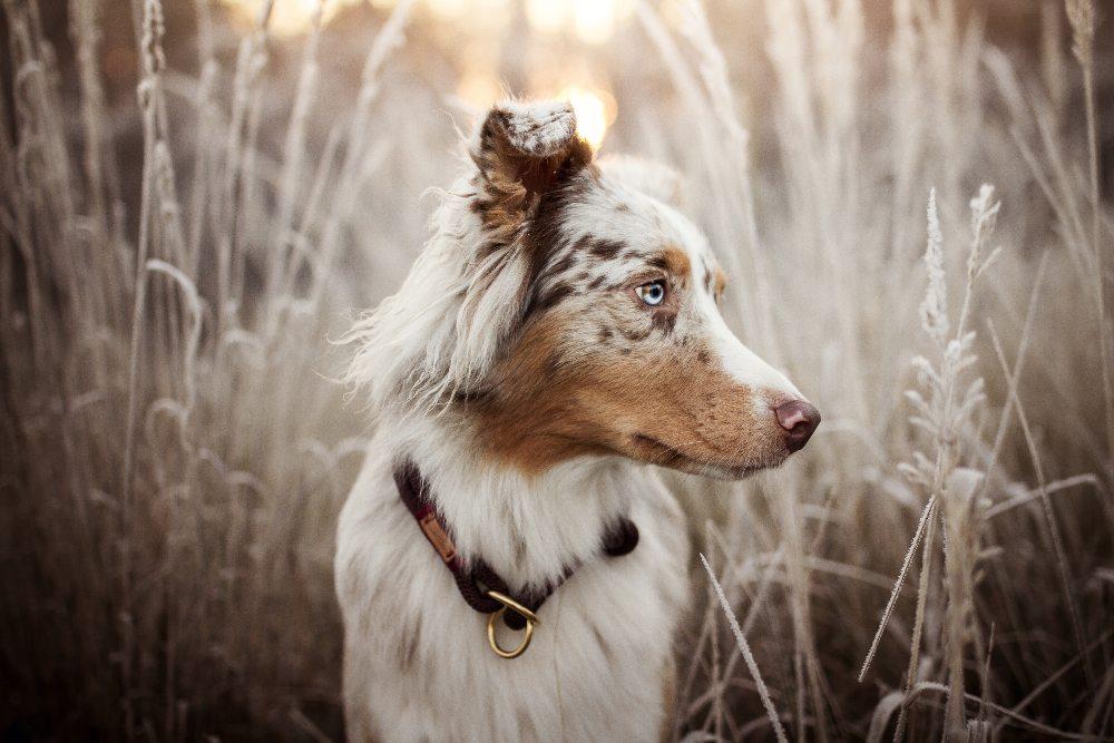 Remember These Tips Before You Travel With Your Dog - Barker & Bone