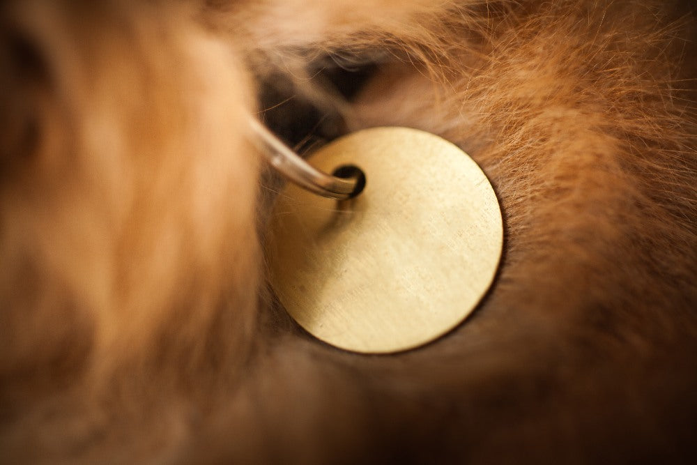 Save Your Dog's Life With A Collar Tag - Barker & Bone