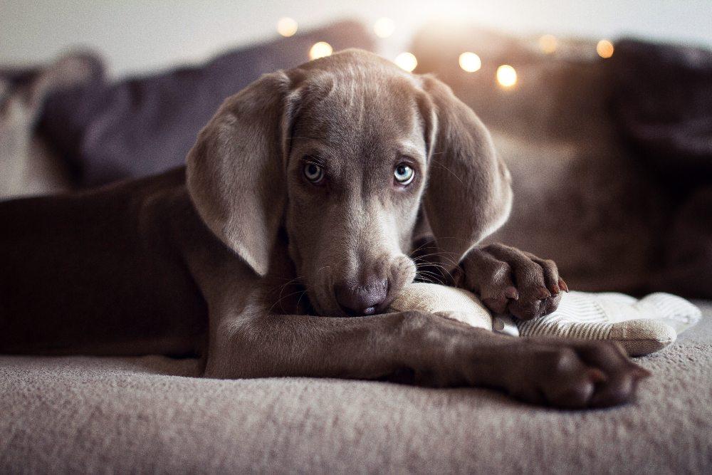 How to Stop Destructive Dog Behaviour Fast - Barker & Bone