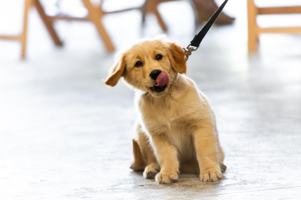 10 Essentials Before Welcoming a Puppy - Barker & Bone