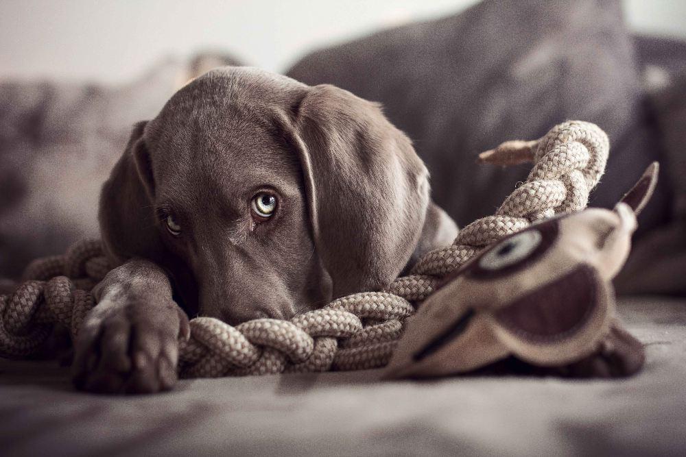 Dog Toy Selection 101 - Top Tips - Barker & Bone