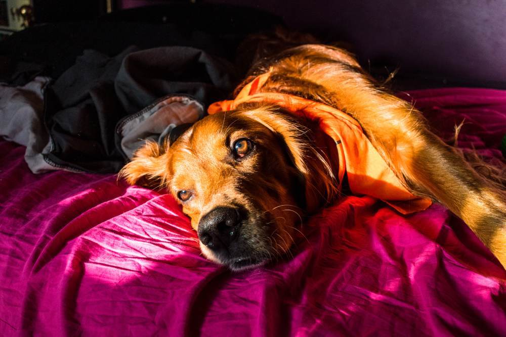 Return To Work Puppy Proofing - Barker & Bone