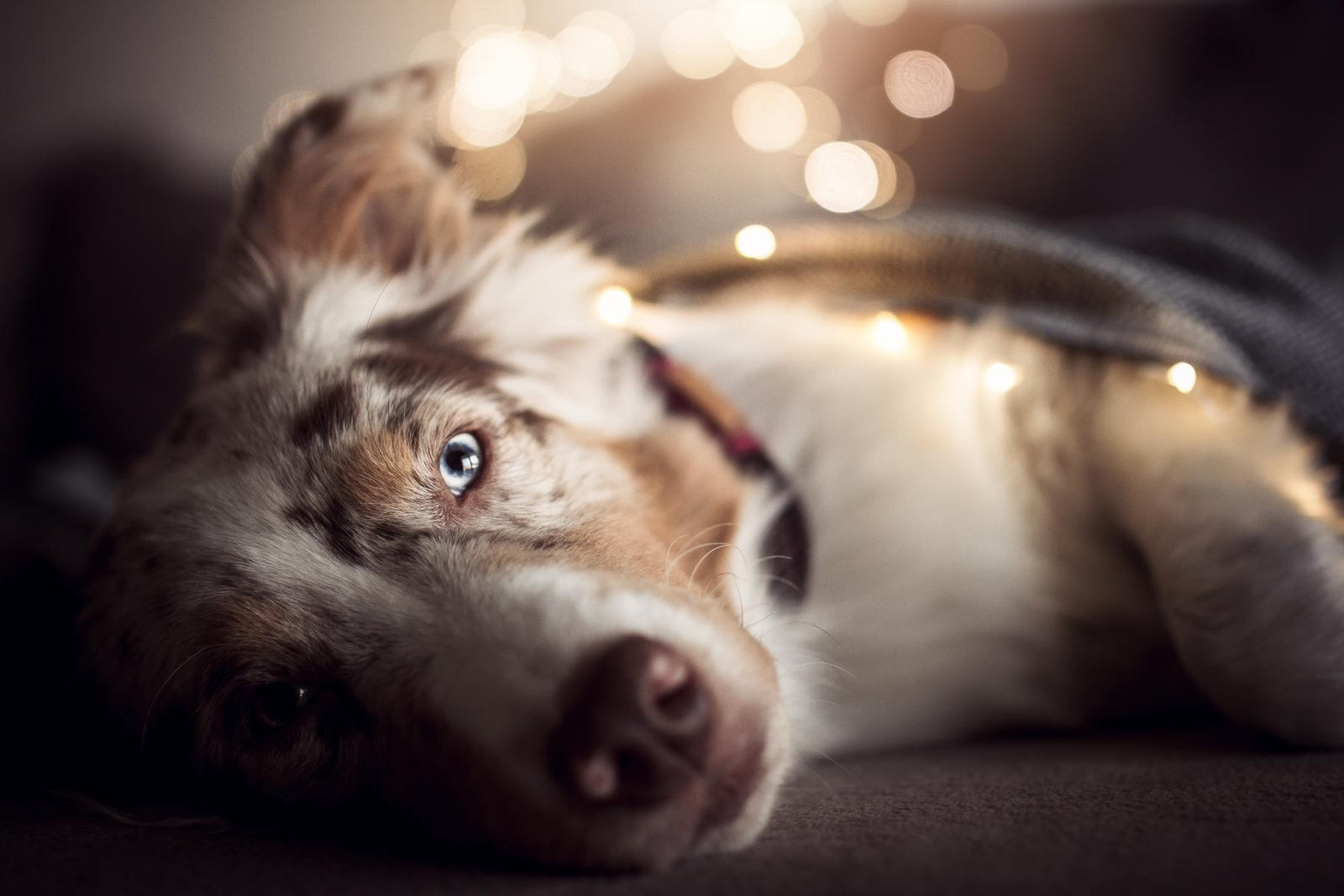 5 Reasons Dogs Are Better Than Children - Barker & Bone