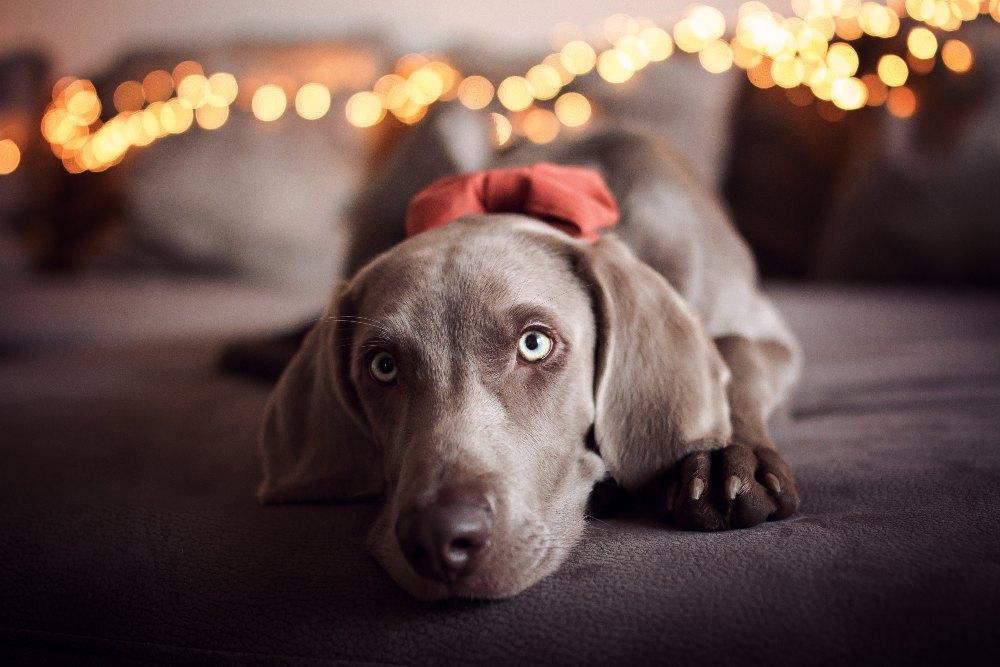 Keep Your Puppy Safe With The Right Collar - Barker & Bone