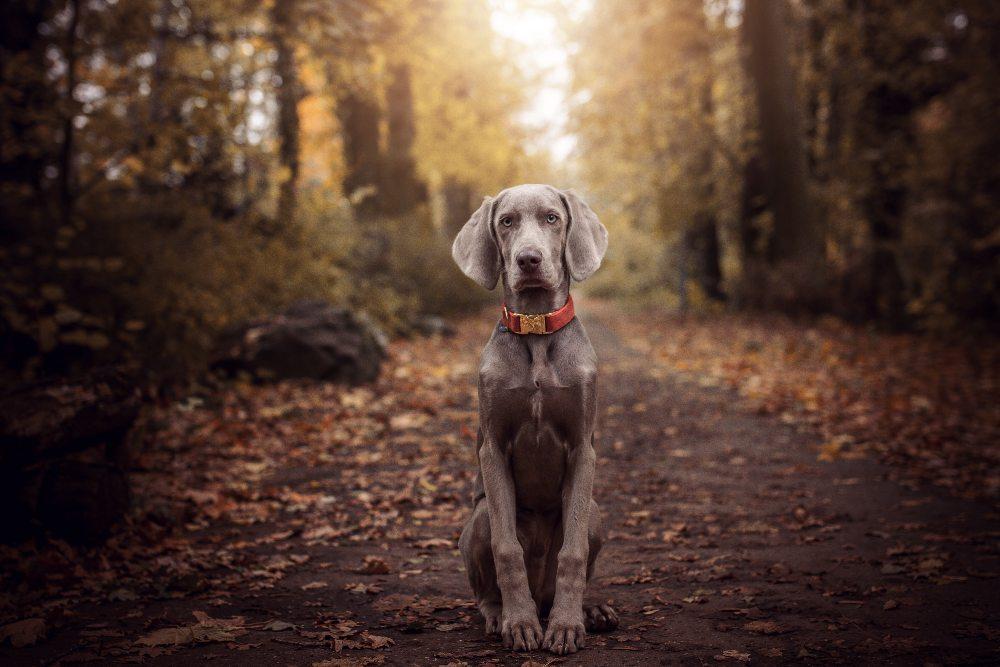 Designer Dog Collars for Pampered Pooches - Barker & Bone