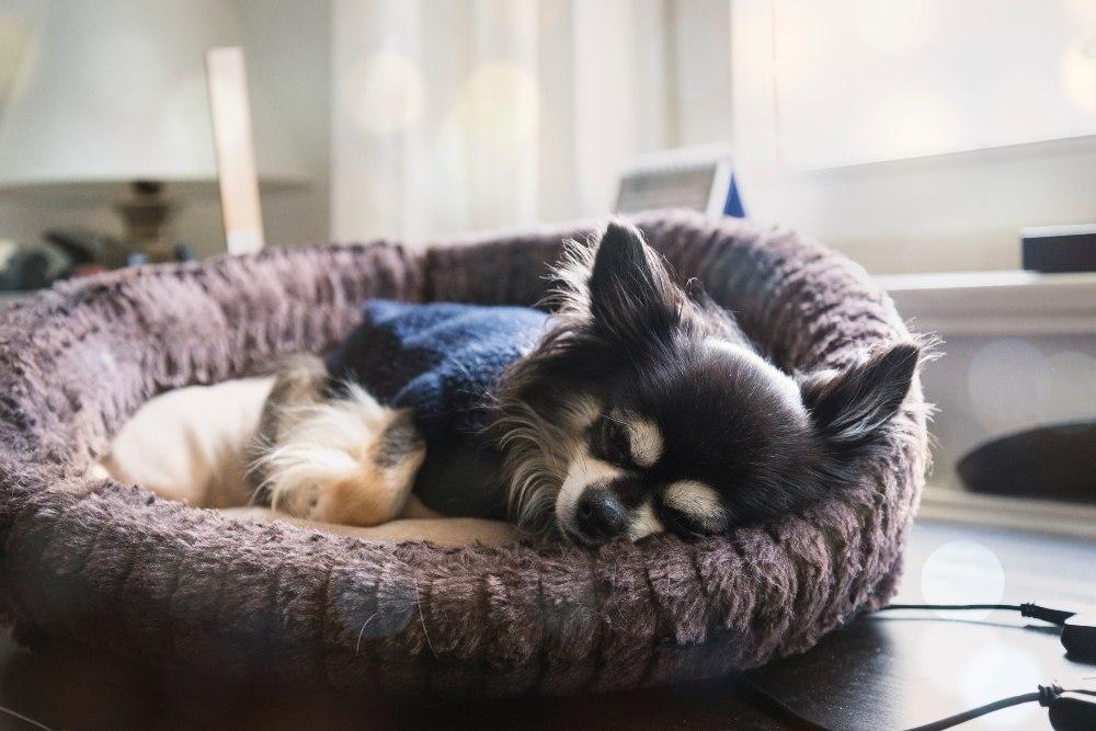 Survival Guide For Working From Home With Pets - Barker & Bone