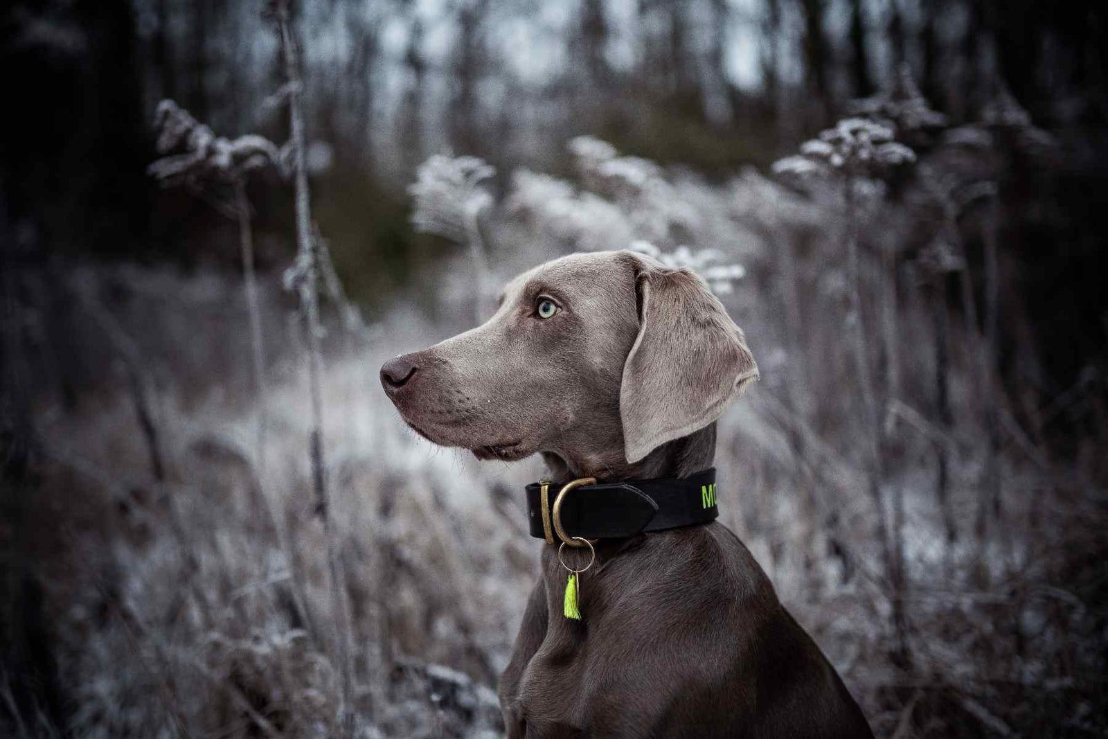 Doggo Heirlooms - Barker & Bone