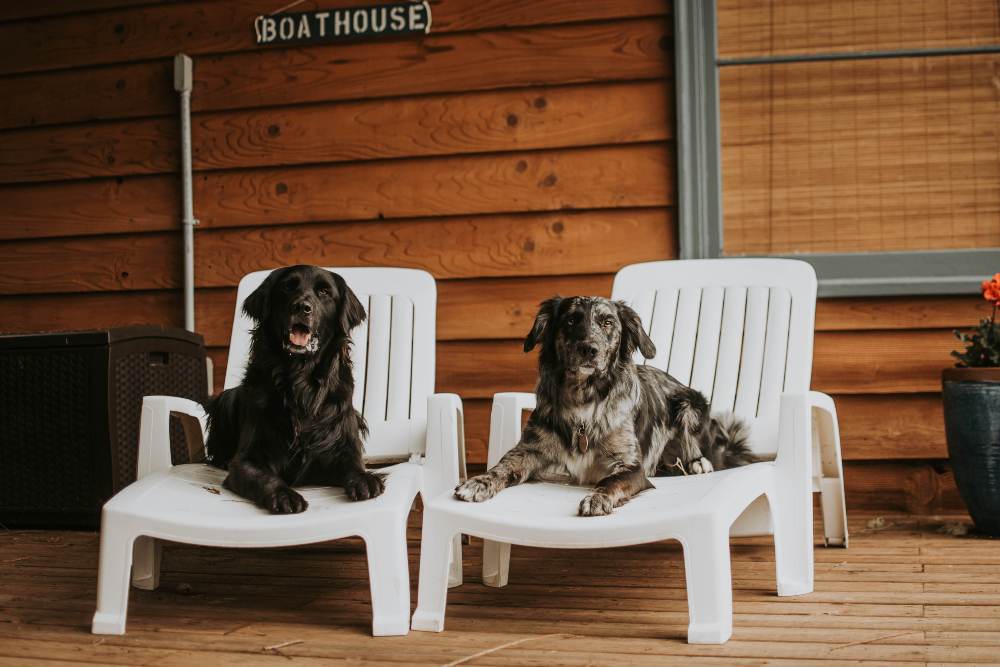 The Secret Language Of Dogs - Barker & Bone