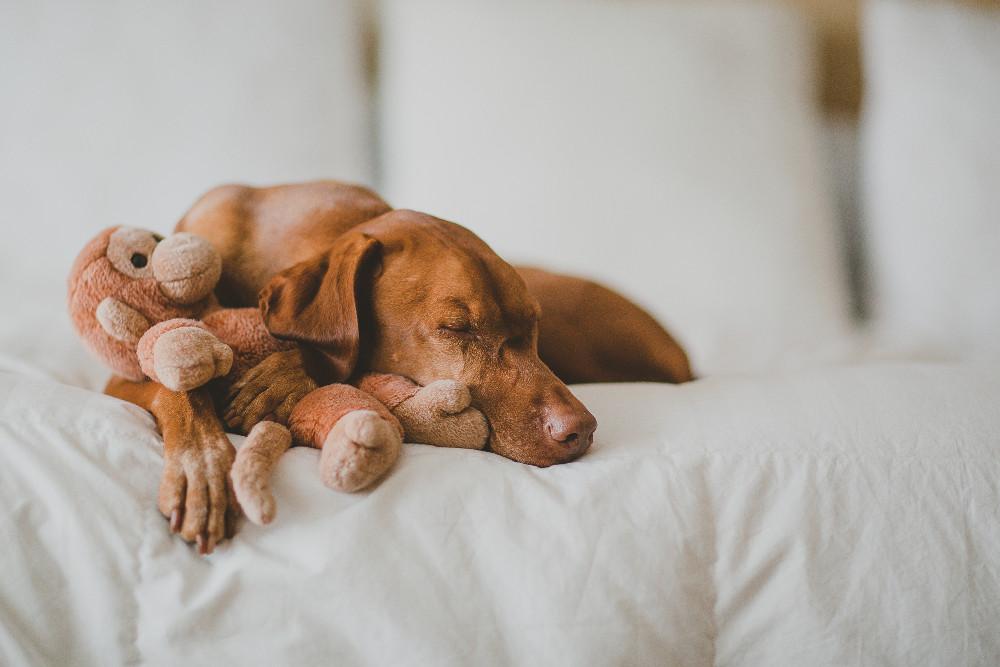 Why You Need A Barker & Bone Rope Toy - Barker & Bone