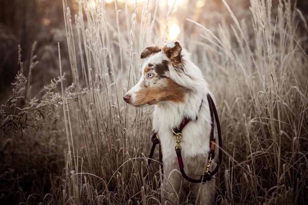 The Importance Of Being Fancy (Dog Edition) - Barker & Bone